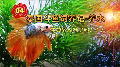 房間可以養鬥魚嗎|鬥魚飼養方法 行家給建議 – 寵物百科